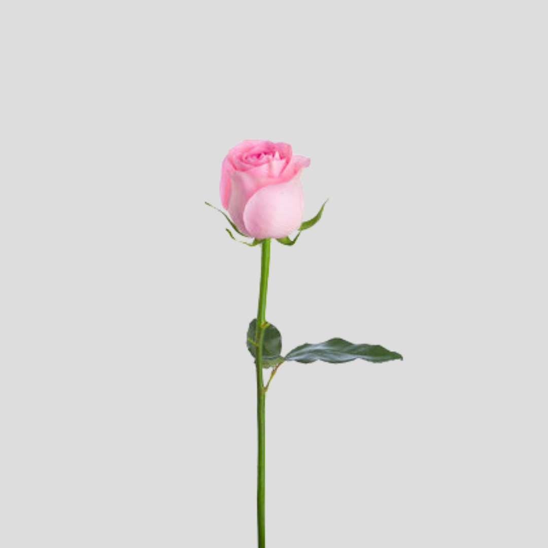 Fresh red rose stem with delicate petals for romantic gestures and gifts from AllMart Nigeria